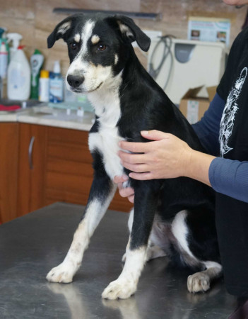 Tapi (male)